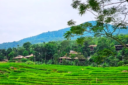 Ruộng bậc thang ở bản Đôn, huyện Bá Thước, tỉnh Thanh Hóa.