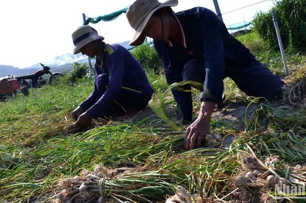 Nông dân đảo Lý Sơn thu hoạch tỏi vụ đông xuân.