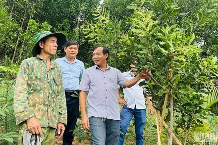 Chương trình Mỗi xã một sản phẩm hỗ trợ người dân miền núi phát triển kinh tế hộ gia đình.