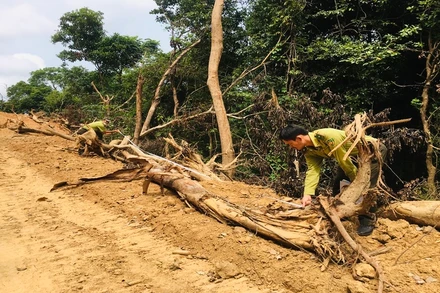 Tại khu vực diện tích rừng bị phá hình thành tuyến đường dài khoảng 1km đi xuyên qua khu rừng tự nhiên.