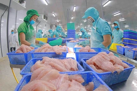 Chế biến cá tra xuất khẩu.