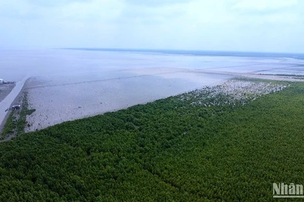 Bãi Bồi ven biển xã Đất Mũi có thêm nhiều đai rừng phòng hộ từ dự án hỗ trợ của Trung ương. 