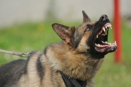 Vật nuôi là thú cưng một khi không quản lý tốt dễ gây nguy hiểm cho những người chung quanh (ảnh minh hoạ).