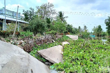 Một đoạn lộ nông thôn ở vùng ngọt huyện Trần Văn Thời (tỉnh Cà Mau) bị sạt xuống kênh, khiến giao thông đường bộ bị chia cắt.