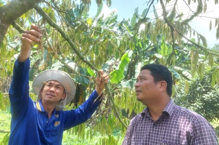 Vườn sầu riêng của anh Lê Minh Quân đang trong giai đoạn chuẩn bị làm bông, hứa hẹn một mùa bội thu.