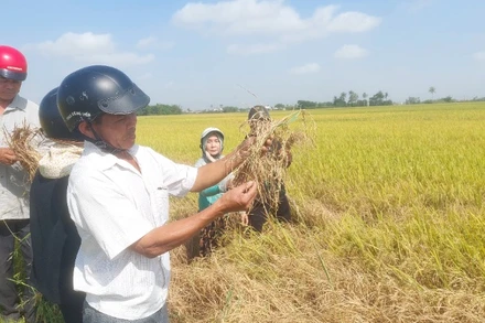 Nhiều diện tích lúa của nông dân thị xã Đông Hòa bị rầy gây hại nặng.