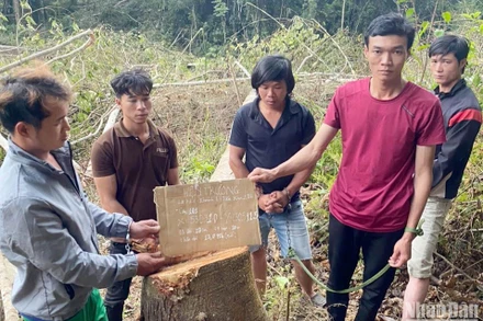 Các đối tượng liên quan vụ phá rừng tại tiểu khu 287 dựng lại hiện trường.