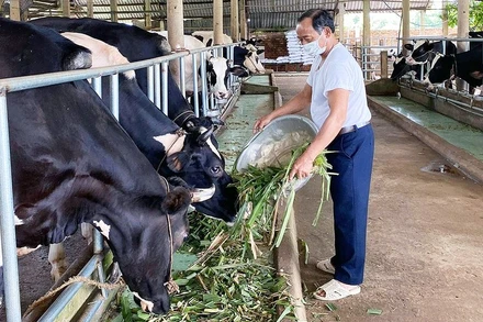 “Tỷ phú nông dân” Nguyễn Văn Nhiệm chăm sóc đàn bò trong trang trại tại xã Châu Pha, thị xã Phú Mỹ, tỉnh Bà Rịa-Vũng Tàu. (Ảnh nhân vật cung cấp)
