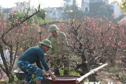 [Ảnh] Làng đào Nhật Tân tất bật vào vụ Tết Nguyên đán Quý Mão