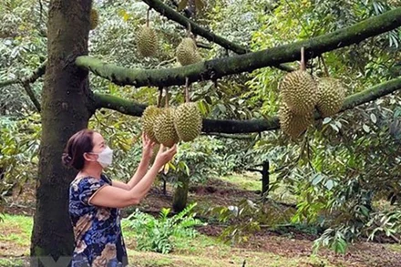 Vườn sầu riêng Ri6 vào vụ thu hoạch. (Ảnh: TTXVN)