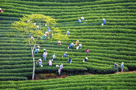 Lâm Đồng là tỉnh đi đầu phát triển mạnh mẽ hệ thống HTX nông nghiệp công nghệ cao. Trong ảnh: Thu hoạch chè tại đồi chè Cầu Đất, TP Đà Lạt. (Ảnh: Mai Văn Bảo)