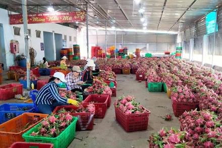 Ảnh minh họa: Thanh long Bình Thuận được bảo hộ chỉ dẫn địa lý tại Nhật Bản. (Ảnh: Tuấn Anh)