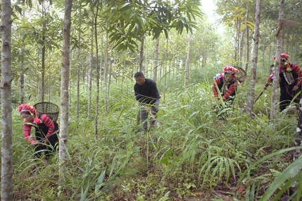 Ảnh minh họa: TUẤN THỊNH