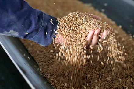 Ảnh minh họa: FAO.