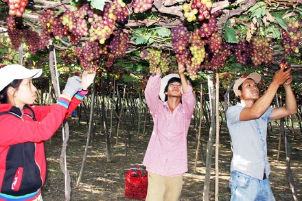 Nông dân xã Vĩnh Hải, huyện Ninh Hải (Ninh Thuận) chăm sóc nho theo tiêu chuẩn VietGAP.