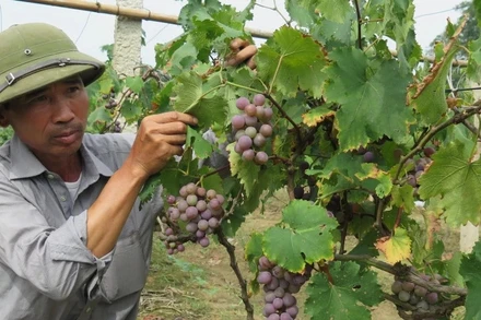 Người dân thôn Nà Chuông, Mai Pha (thành phố Lạng Sơn) ứng dụng khoa học kỹ thuật chăm sóc cây nho Tảo hồng cho năng suất cao. (Ảnh: HÙNG TRÁNG)