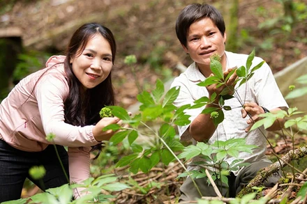 Người dân tham gia trồng sâm Ngọc Linh trên dãy núi Ngọc Linh.