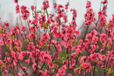 Hoa đào Nhật Tân. (Ảnh THÀNH ĐẠT)