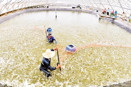 Thu hoạch tôm ở Bạc Liêu. (Ảnh THANH CƯỜNG)