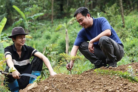 Anh Nguyễn Thanh Bình (bên phải) kiểm tra cây đinh lăng vừa trồng.