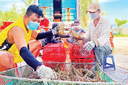 Người nuôi tôm xã Xuân Thịnh, thị xã Sông Cầu, Phú Yên đang thu hoạch tôm hùm.