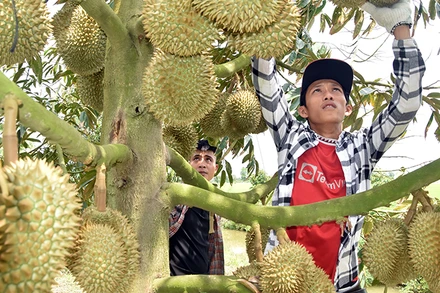 Thương lái tuyển lựa sầu riêng tại vườn của bà Nguyễn Thị Hoa, xã Mỹ Thành Bắc, huyện Cai Lậy, tỉnh Tiền Giang để xuất khẩu.
