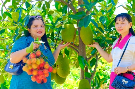 Du khách tham quan "vườn cây ăn quả của các tỉnh miền Tây được thu nhỏ tại xã Lâm Sơn, huyện Ninh Sơn, tỉnh Ninh Thuận. (Ảnh: NGUYỄN TRUNG)