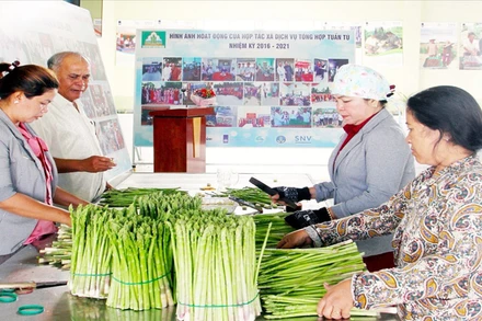 Hằng ngày, Hợp tác xã Tuấn Tú thu mua từ 150-200kg sản phẩm măng tây xanh với giá ổn định từ 45-50.000 đồng/kg, để cung ứng cho thị trường