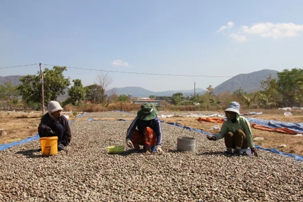 Đồng bào dân tộc thiểu số Raglai huyện Bác Ái, tỉnh Ninh Thuận phơi hạt điều sau khi thu hoạch đợt hai, mùa vụ năm 2024.