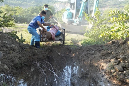 Cán bộ thú ý xã Nhơn Sơn, huyện Ninh Sơn, tỉnh Ninh Thuận tiêu hủy lợn bị dịch tả lợn châu Phi. (Ảnh: NGUYỄN TRUNG)