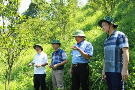 Ngành chức năng kiểm tra, đánh giá nguyên nhân cam bị vàng lá tại xã Vĩnh Hảo, huyện Bắc Quang, tỉnh Hà Giang.