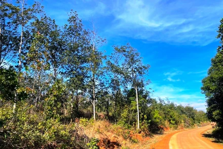 Đường bê-tông được thảm thẳng tắp chạy dài qua diện tích các lô đất mà huyện Tuy Đức cấp cho người dân trên đất lâm nghiệp của Công ty TNHH MTV lâm nghiệp Nam Tây Nguyên.