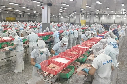 Một trong những quy trình sản xuất khép kín tại Công ty TNHH Hùng Cá, tọa lạc huyện Thanh Bình, tỉnh Đồng Tháp. (Ảnh: HỮU NGHĨA)