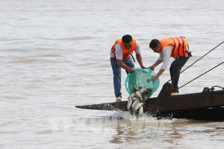 Bà con nhân dân tỉnh An Giang tham gia thả cá giống xuống sông Hậu nhằm tái tạo nguồn lợi thủy sản. (Ảnh: TTXVN)