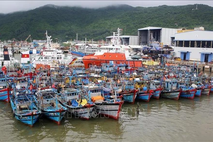 Tàu thuyền neo đậu tránh bão. (Ảnh minh họa: TTXVN)