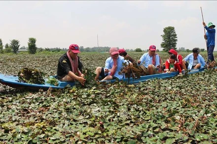 Du khách tham gia trải nghiệm hoạt động hái ấu của người nông dân ở khu vực lòng hồ Tân Trung, huyện Phú Tân, tỉnh An Giang. (Ảnh: TTXVN)