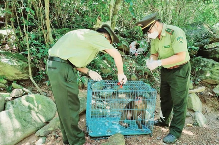 Hai kiểm lâm viên đang chuẩn bị thả động vật hoang dã về môi trường tự nhiên.