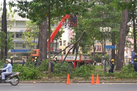 [Video] TP Hồ Chí Minh yêu cầu xử lý sai phạm cải tạo vỉa hè làm hư hại cây xanh