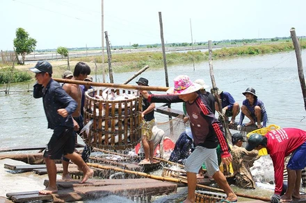 Thu hoạch cá tra ở thành phố Hồng Ngự.