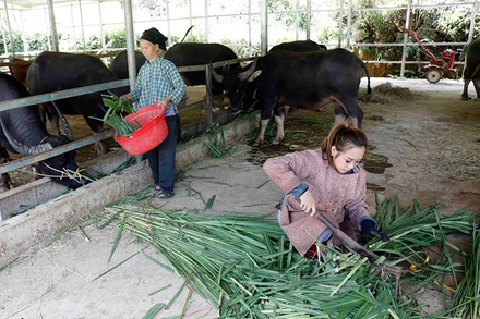 Nhờ nguồn vốn vay từ Ngân hàng Chính sách xã hội huyện Hà Quảng (Cao Bằng), gia đình bà Hoàng Thị Linh ở xã Tổng Cọt có điều kiện làm chuồng trại nuôi trâu. (Ảnh Trần Việt)