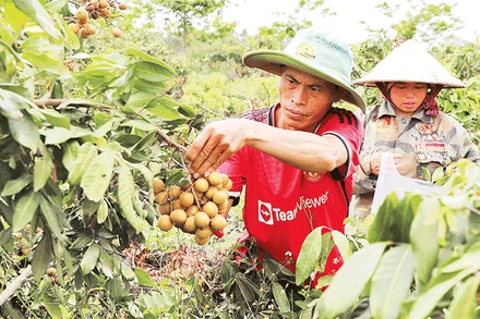Vườn nhãn Hương Chi trồng trên vùng dung nham núi lửa của gia đình ông Hoàng Văn Đằng đã bước vào giai đoạn thu hoạch chính vụ.