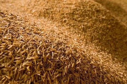 Vỏ trấu chứa hàm lượng silica (SiO2) trung bình khoảng 10,6%. Đây là thành phần quan trọng có thể sử dụng để chế tạo pin sạc li-ion.