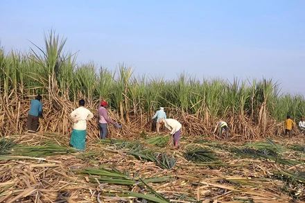 Thu hoạch mía. 