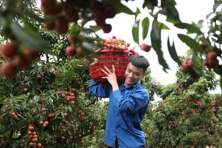 Đổi mới tư duy sản xuất và tiêu thụ trái cây để khai phá tiềm năng
