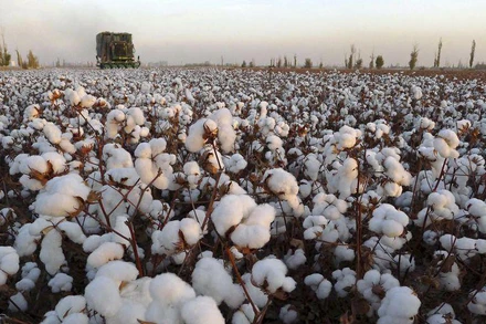 Bông tăng mạnh, giá cà phê diễn biến trái chiều