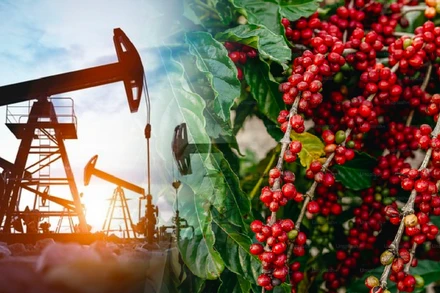Giá dầu giảm, giá cà phê quay đầu tăng