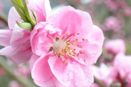 Mời bạn đọc và cộng tác viên gửi bài, tranh, ảnh cho Báo Nhân Dân Tết Giáp Thìn 2024 