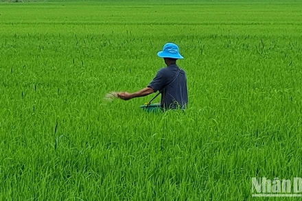 Nông dân Hậu Giang bón phân, chăm sóc lúa. Ảnh: PHÙNG DŨNG