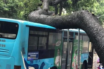 Cây xanh trên phố Tăng Bạt Hổ (quận Hai Bà Trưng, Hà Nội) bị bật gốc, đè vào xe buýt trong ngày 5/8.