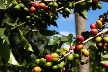 Giá cà phê Arabica ghi nhận tuần tăng mạnh nhất trong 5 tháng